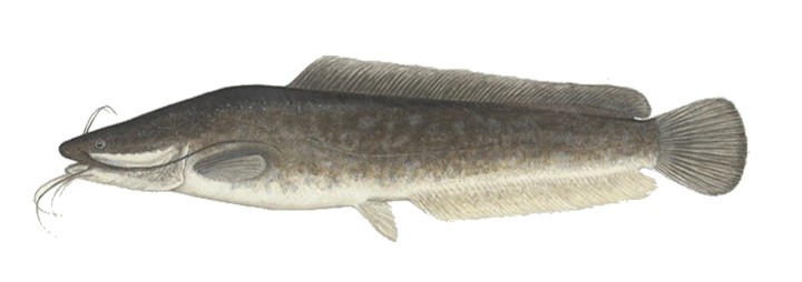 Wels Catfish Png Image (gray, silver, white)