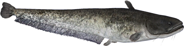 Wels Catfish Png Isolated Hd (black)