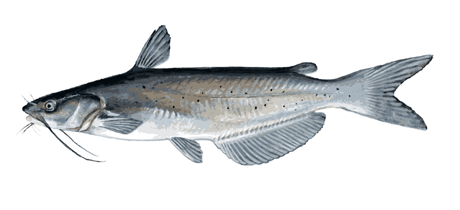 Wels Catfish Png Pic (lavender, gray, silver, white)