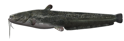 Wels Catfish Png Picture (indigo, black, lavender, white)