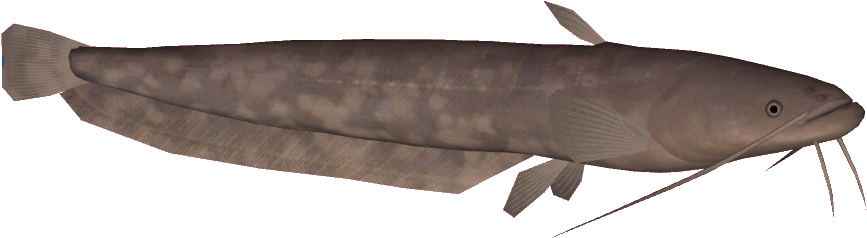 Wels Catfish Png Transparent (indigo, black, gray)