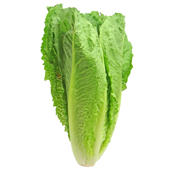 Celtuce Png Clipart (black, olive)