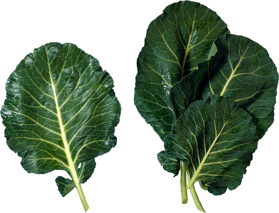 Celtuce Png File (black, green)