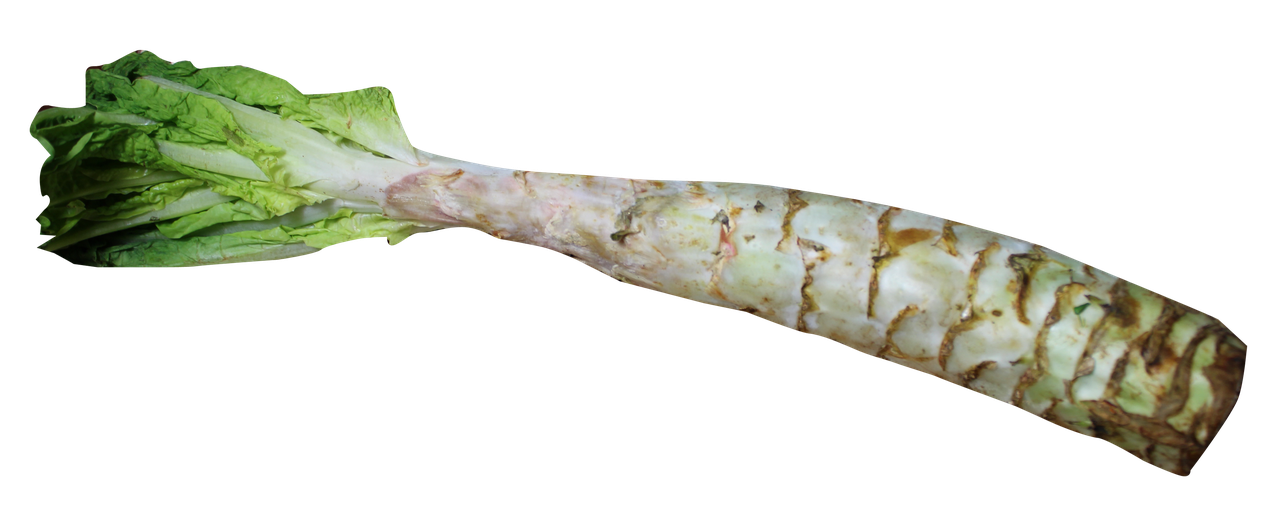 Celtuce Png Photos (black)