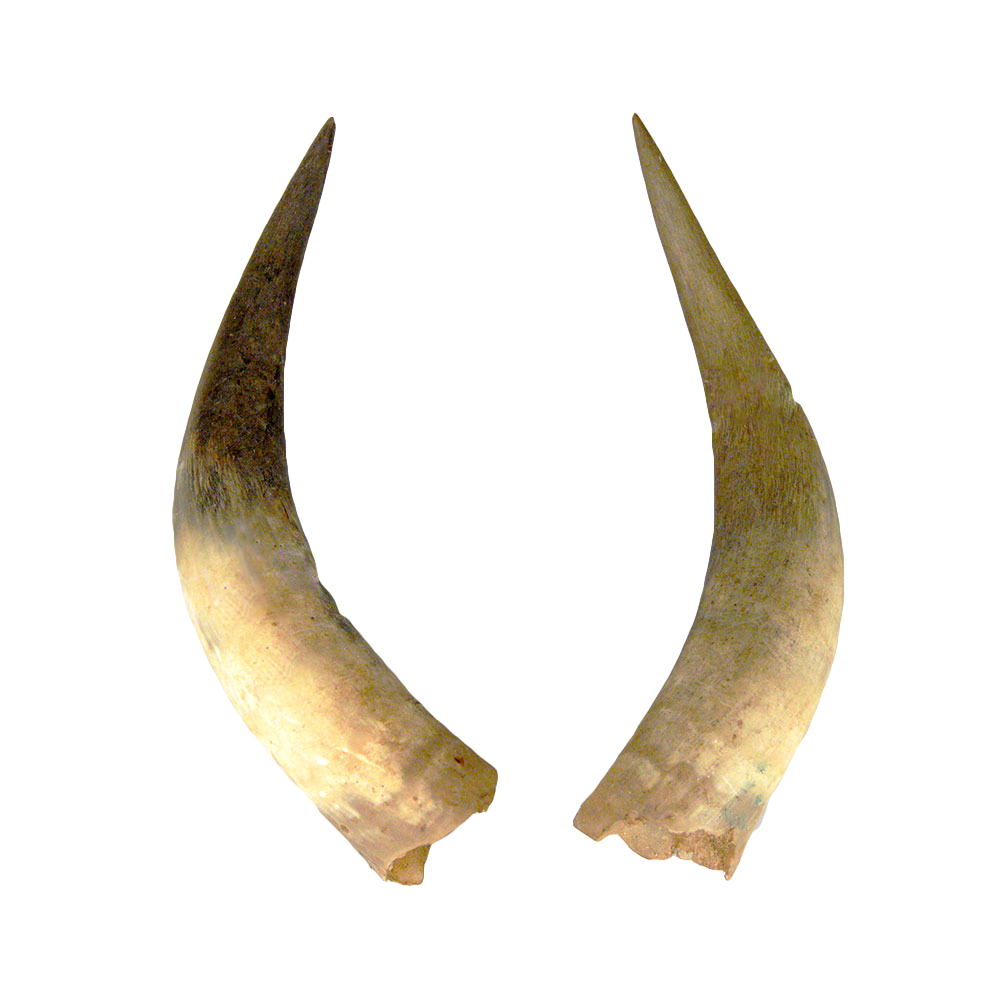 Demon Horn Png Free Image (white, silver)