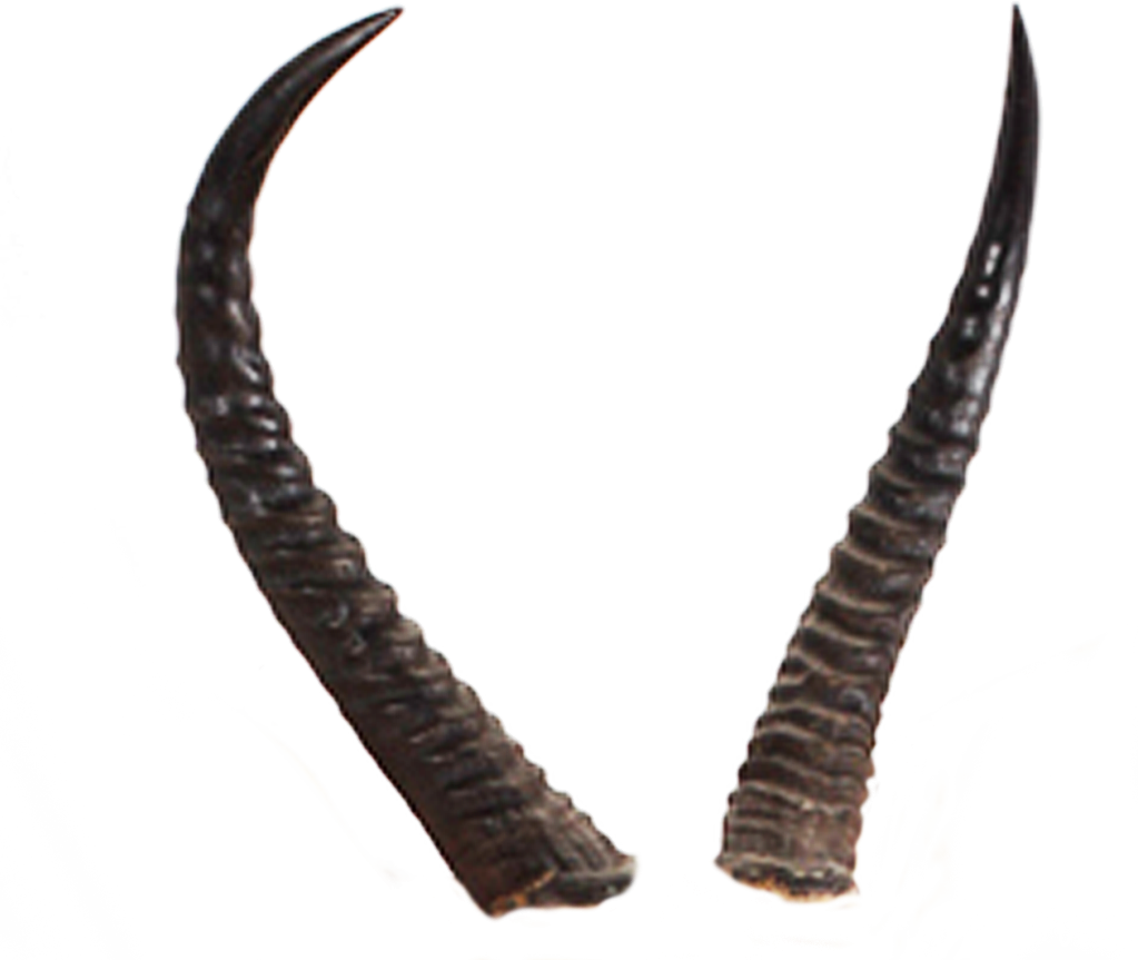 Demon Horn Png Picture (white)