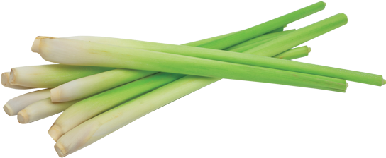 Lemongrass Download Png Image (gray, black, silver)