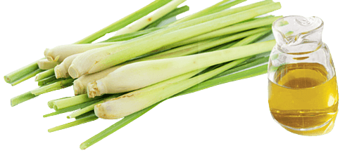 Lemongrass Png File (gray)