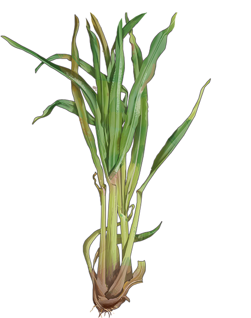 Lemongrass Png Isolated File (white, black)