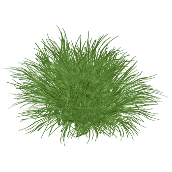 Lemongrass Png Isolated Image (olive, black)