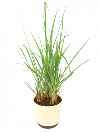 Lemongrass Png Photo (beige, black)