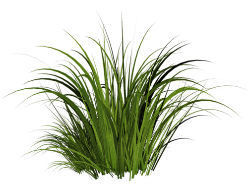 Lemongrass Png Photos (black)