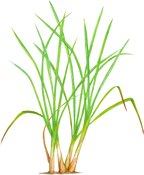 Lemongrass Png Pic (white)