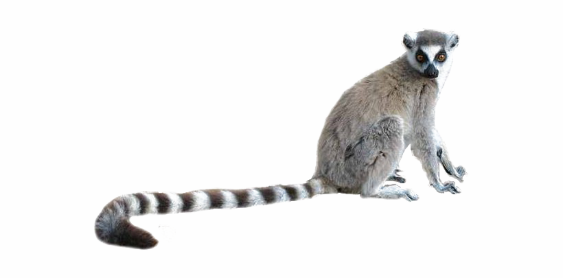 Lemur (white)