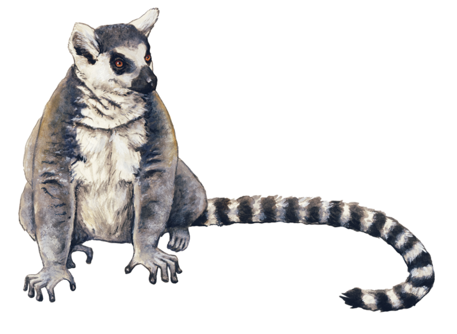 Lemur Background Png (black)