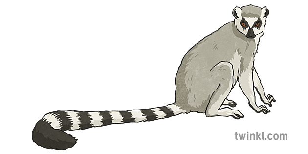 Lemur Png Clipart (gray, silver)