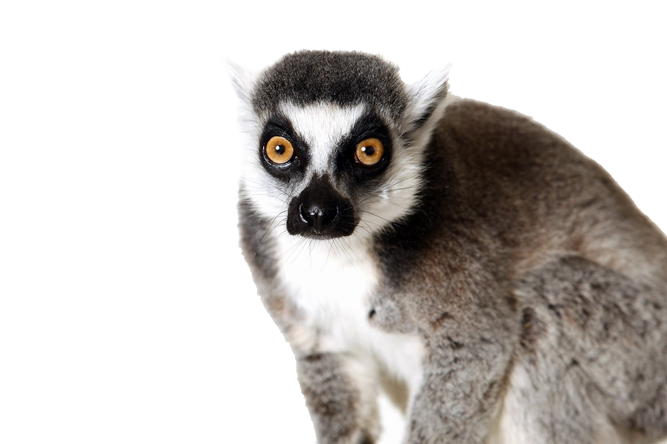 Lemur Png Cutout (white)