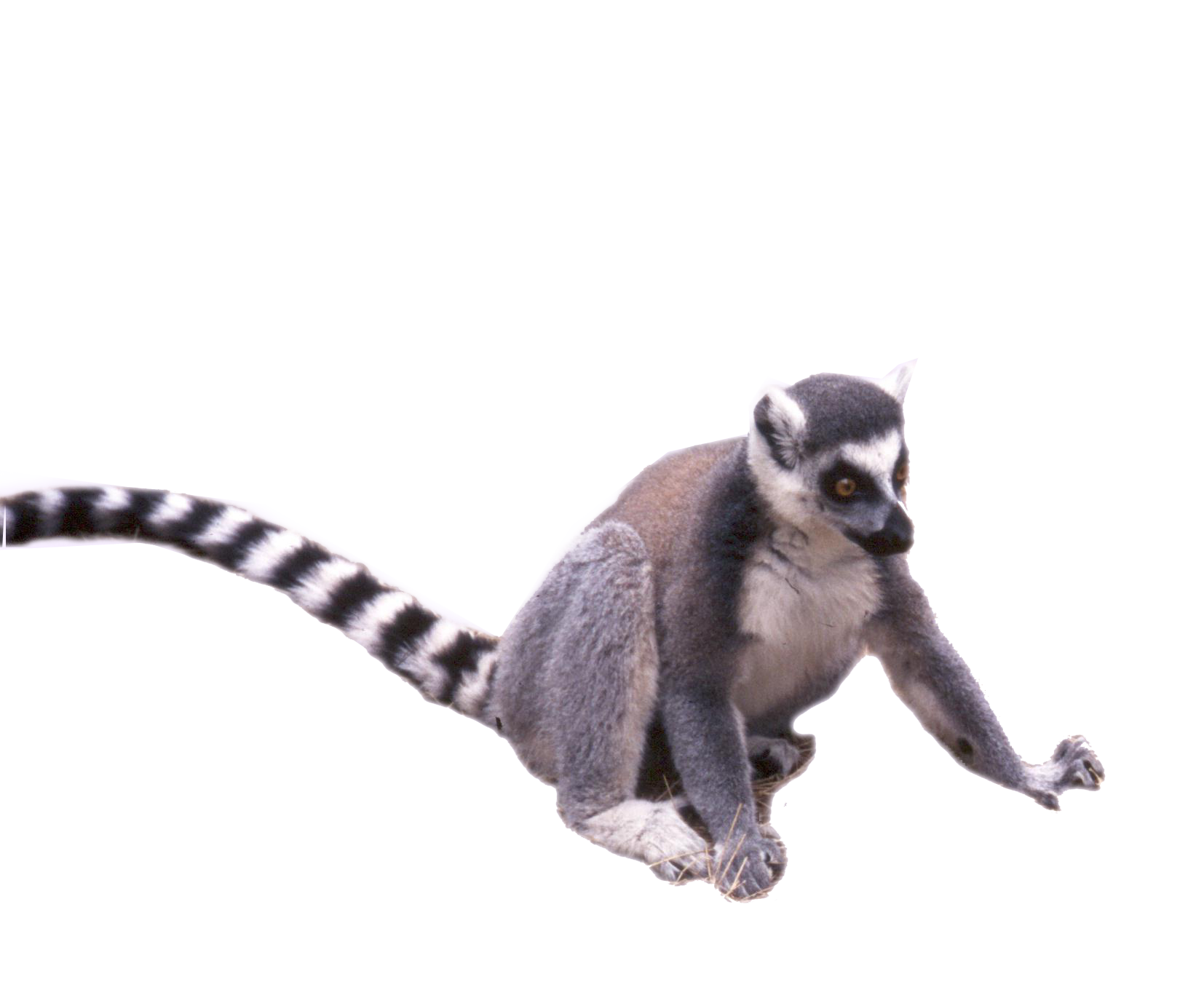 Lemur Png Free Image (white)