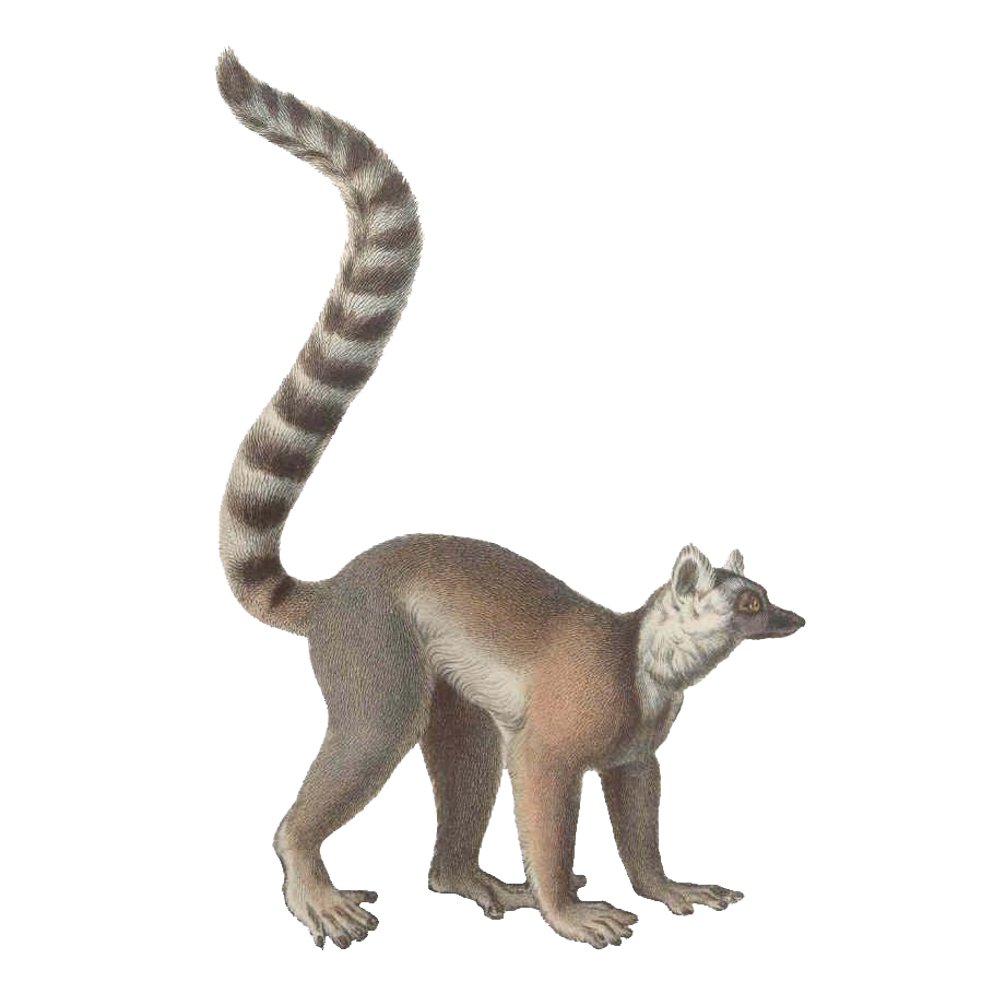 Lemur Png Image Hd (gray, white, silver)