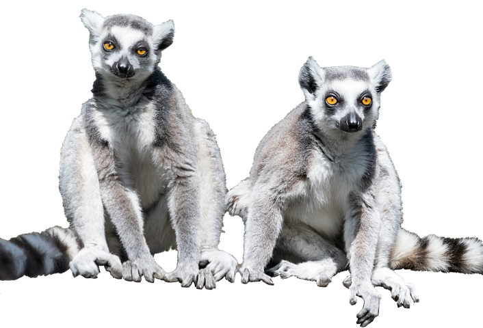 Lemur Png Image (black, lavender, white)