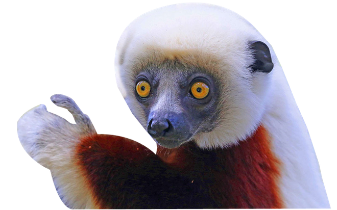 Lemur Png Images Hd (black, lavender)