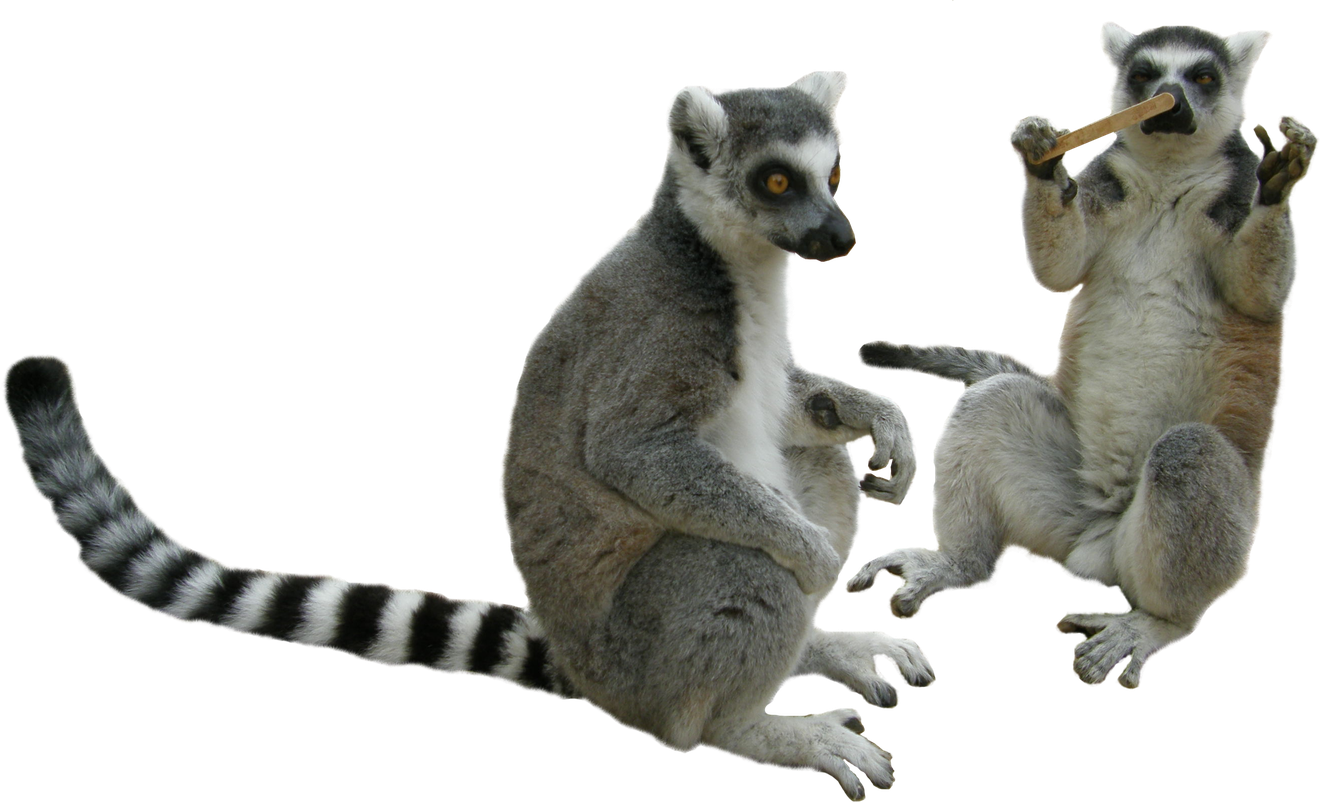 Lemur Png Photo (black)