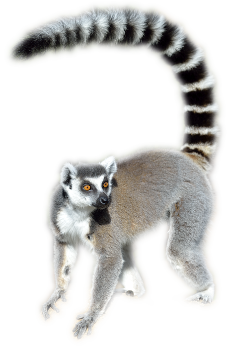 Lemur Png Photos (black, white, silver)