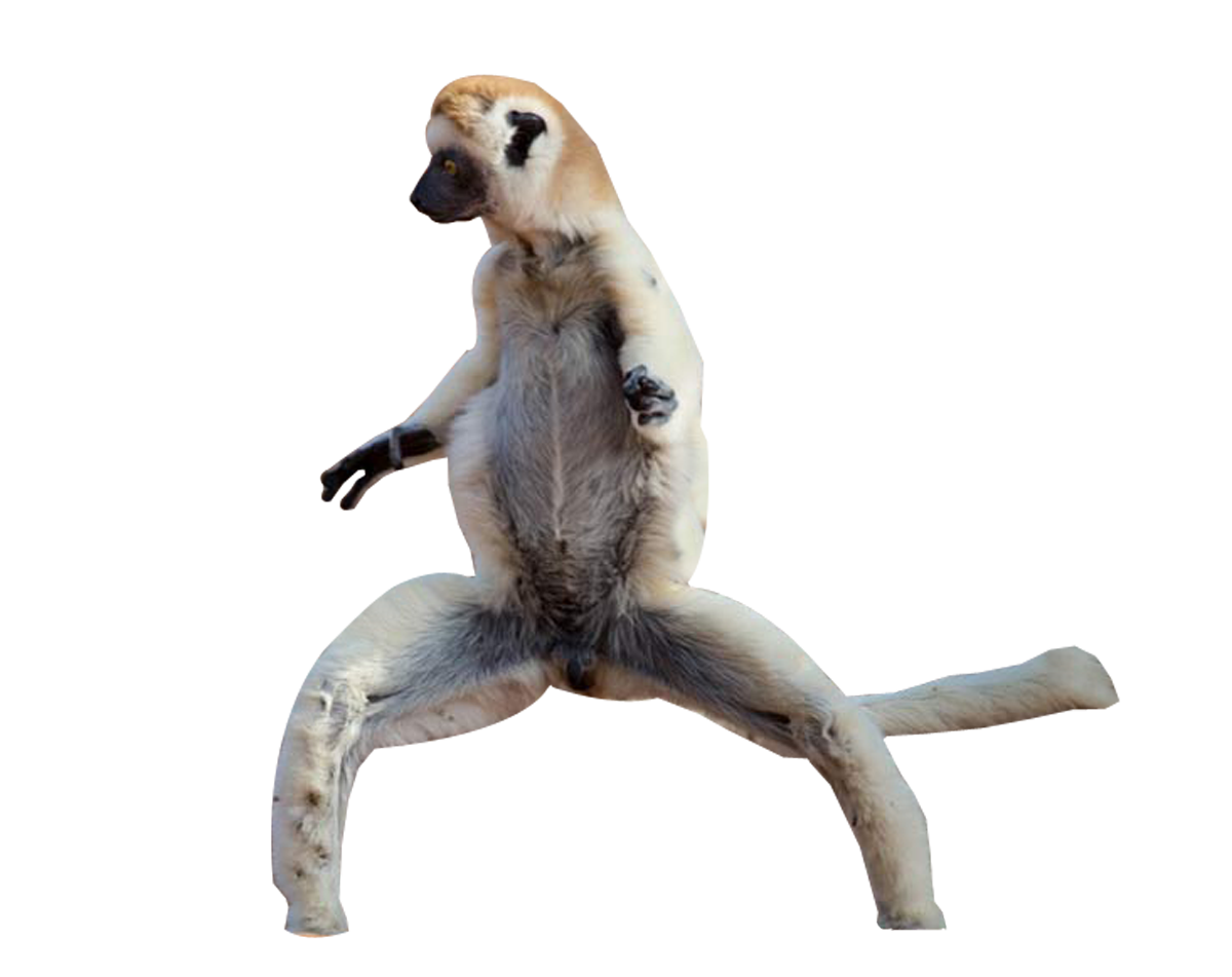 Lemur Png Pic (maroon, white)