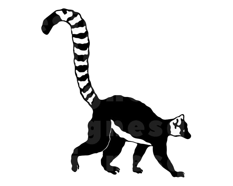 Lemur Png Picture (black, white)