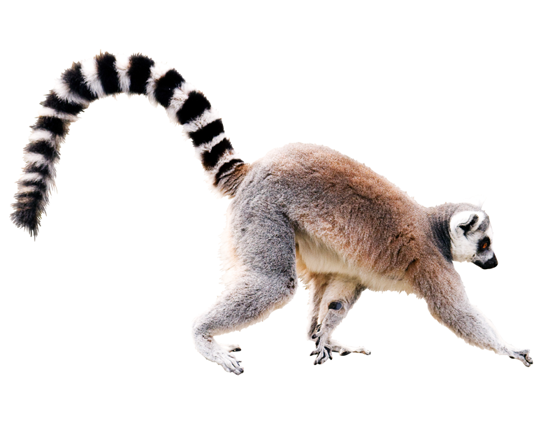 Lemur Png (beige, black, white)