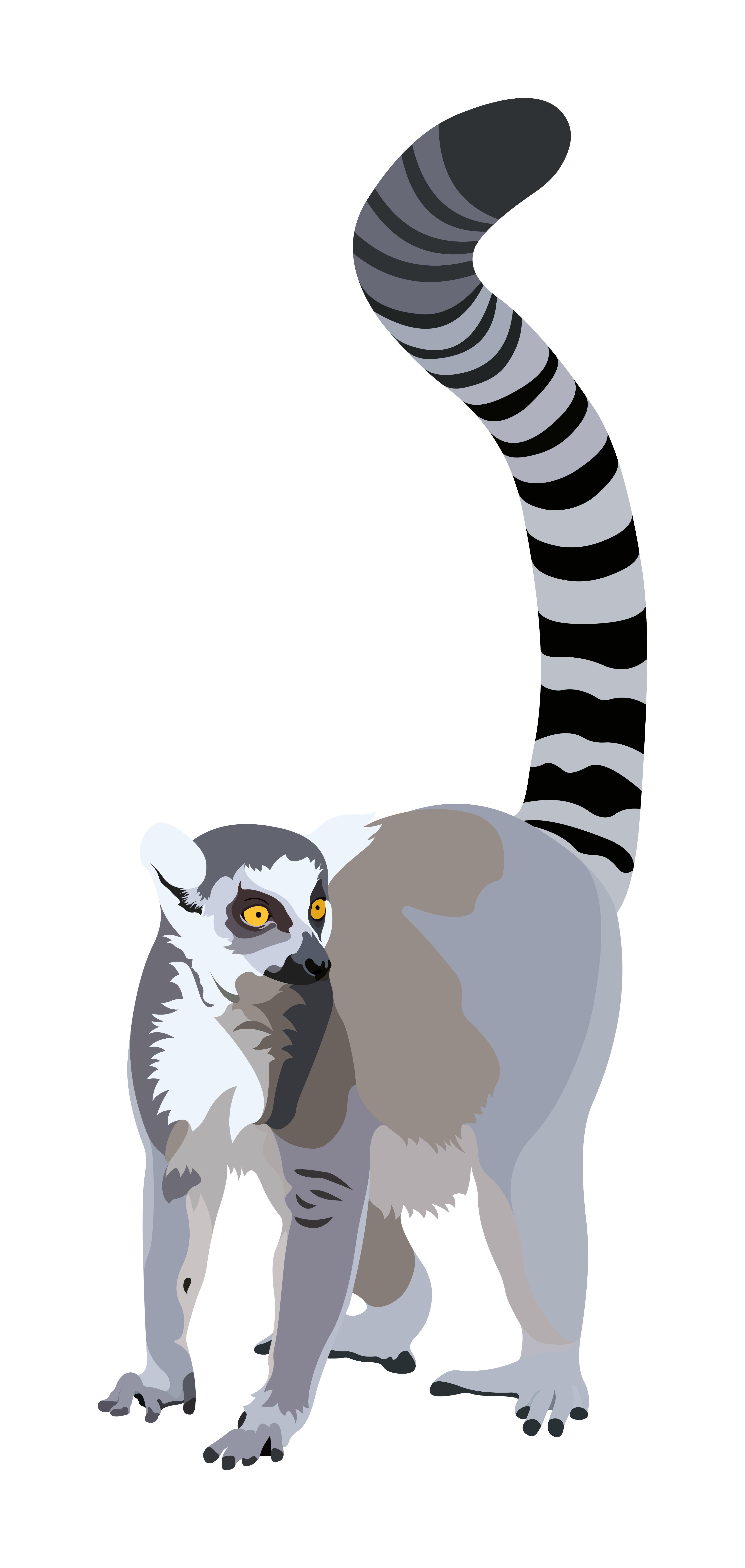 Lemur Vector Transparent (black, gray, silver)