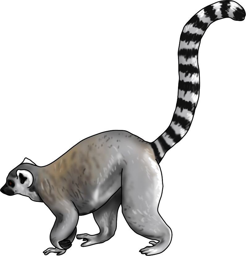 Lemur Vector (black, gray, white, silver)