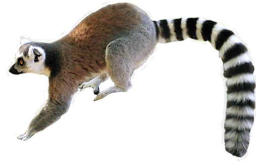 Lemurs Png Clipart (white, black)