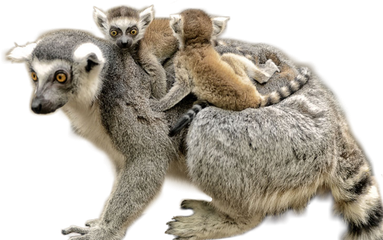 Lemurs Png Isolated Hd (white, gray, black)