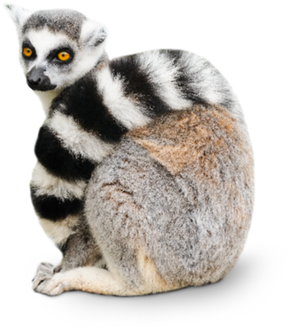 Lemurs Png Photo (black)