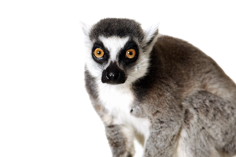 Lemurs Png Photos (white, gray, black)