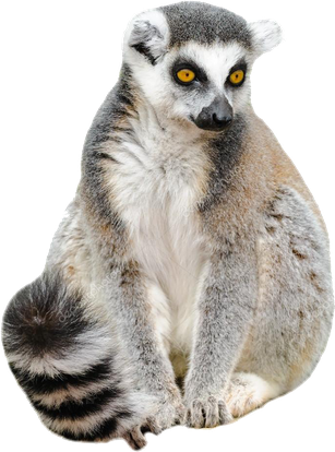 Lemurs Png Picture (silver, black)