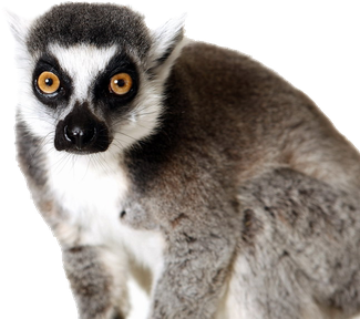 Lemurs Png Transparent (white, black)