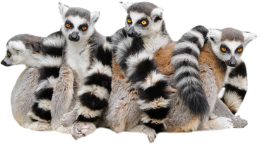 Lemurs Transparent Png (black)