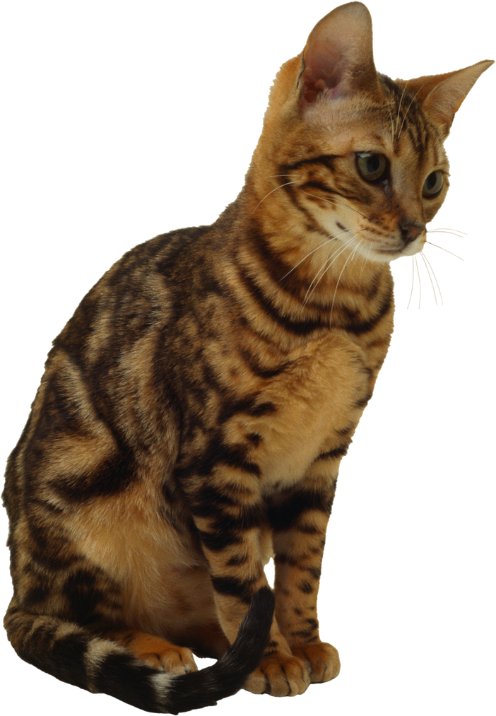 Bengal Cats Download Png Image (black)