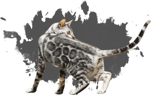 Bengal Cats Png Clipart (gray)