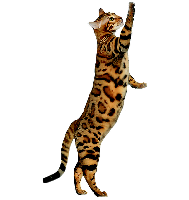 Bengal Cats Png Free Download (black)