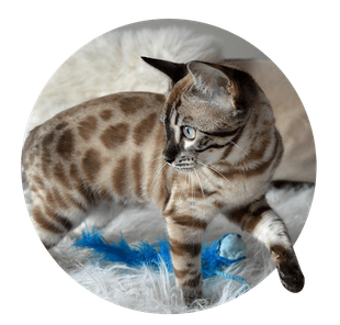 Bengal Cats Png Hd Isolated (black, gray)