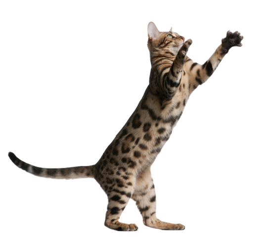 Bengal Cats Png Image (black)