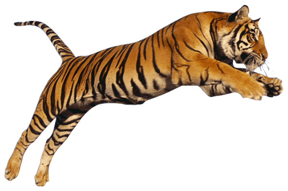 Bengal Cats Png Isolated File (gray)