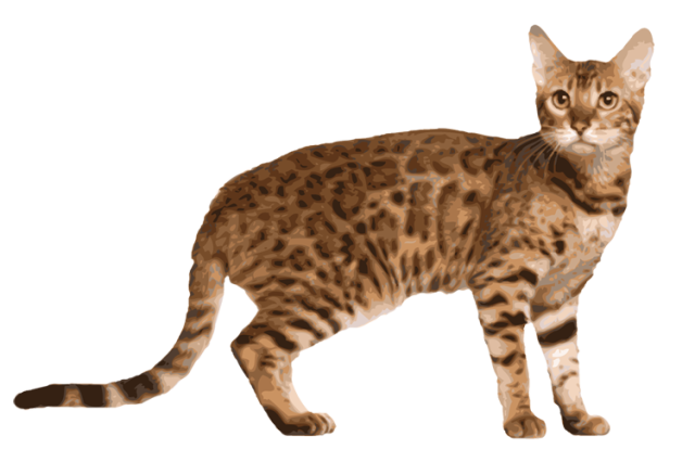 Bengal Cats Png Isolated Hd (white, salmon, silver, gray)