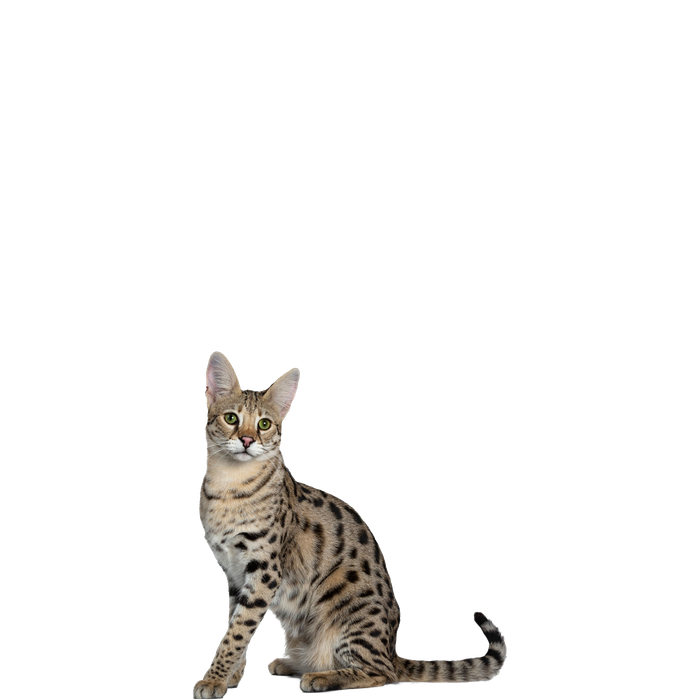 Bengal Cats Png Isolated Image (black)