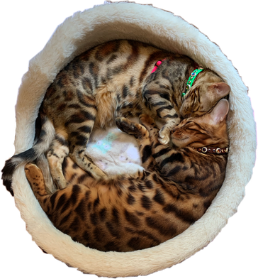 Bengal Cats Png Isolated Photo (black, gray, silver)