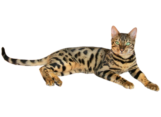 Bengal Cats Png Isolated Pic (black, gray)