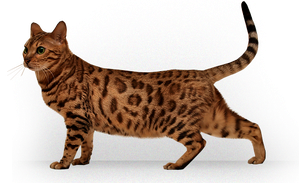 Bengal Cats Png Picture (white, black)